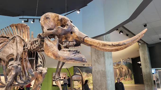 La Brea Tar Pits and Museum